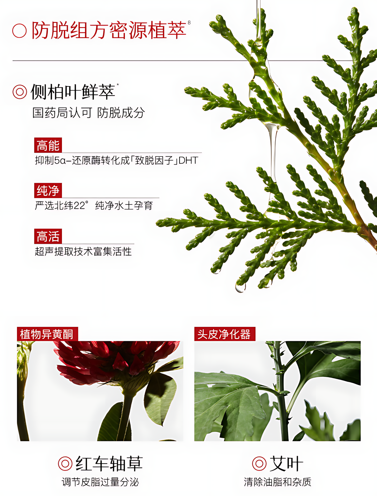 Tiktok/Douyin Hot 3odice Anti Hair Loss Dandruff Control Oil Control Shampoo 200ml/400ml【Tiktok抖音爆款】三蒂丝防脱去屑控油洗发水